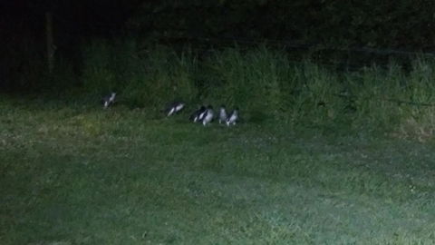 Diamond Island Resort - Accommodation Noosa 22