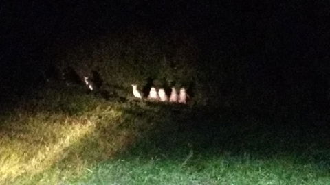 Diamond Island Resort - Accommodation Noosa 23