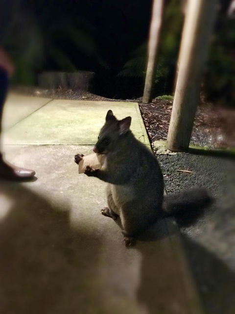 Lemonthyme Wilderness Retreat - Accommodation Noosa 34