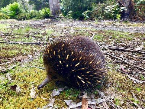 Lemonthyme Wilderness Retreat - Accommodation Noosa 13