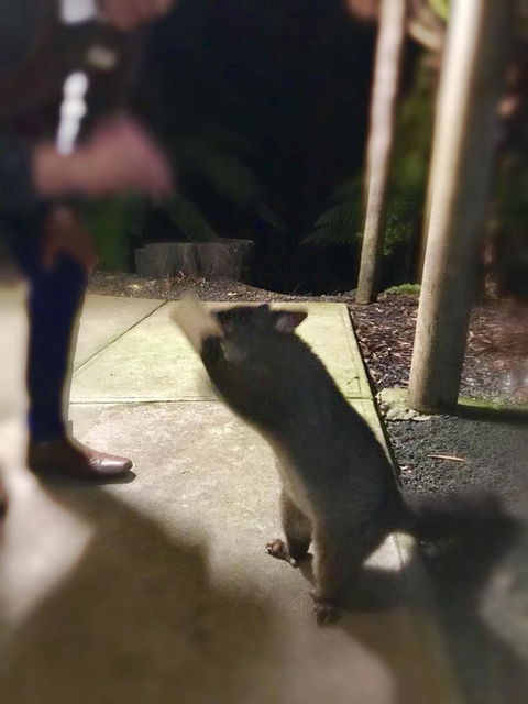 Lemonthyme Wilderness Retreat - Accommodation Noosa 35