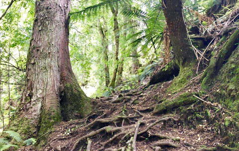 Lemonthyme Wilderness Retreat - Accommodation Noosa 23