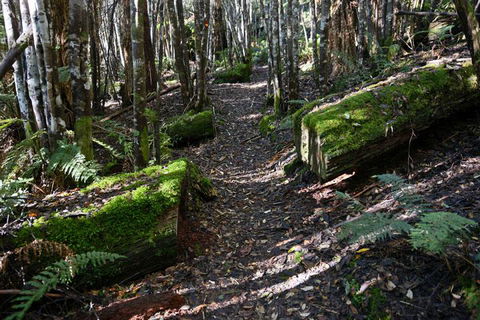 Lemonthyme Wilderness Retreat - Accommodation Noosa 22