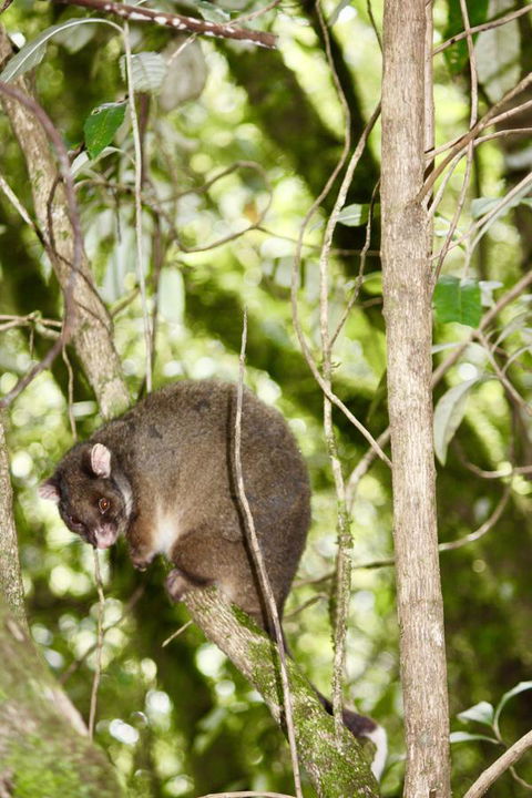 Lemonthyme Wilderness Retreat - Accommodation Noosa 26