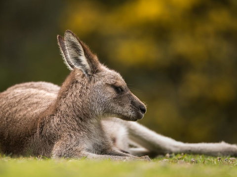 Gipsy Point Lodge & Cottages - Accommodation Noosa 39