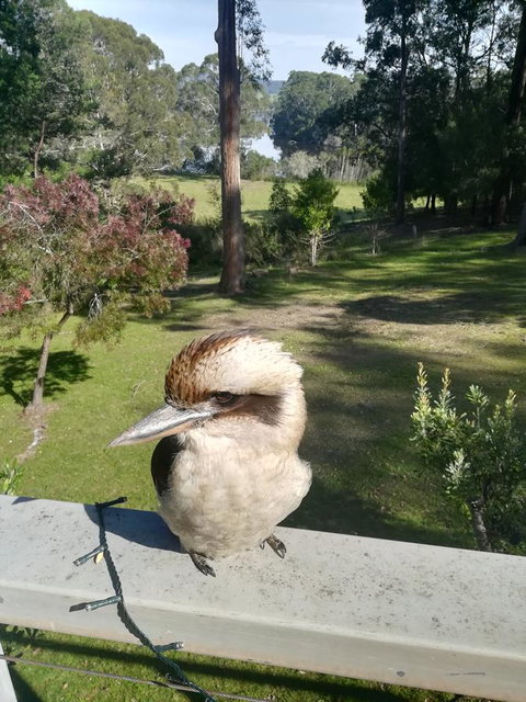 Gipsy Point Lodge & Cottages - Accommodation Noosa 8