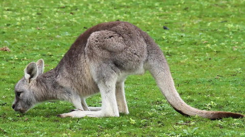 Limosa Rise - Accommodation Noosa 17