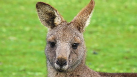 Limosa Rise - Accommodation Noosa 16