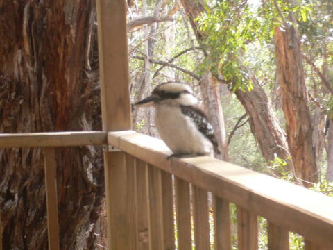 The Ledge Holiday House - Accommodation Noosa 0