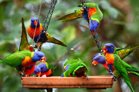 Thala Beach Nature Reserve - Accommodation Noosa 43