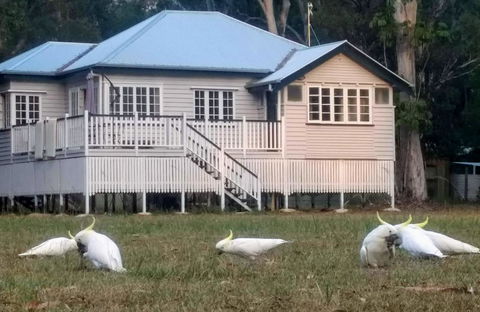 Lake Weyba Noosa Lodge & Kangaroos - Accommodation Noosa 20