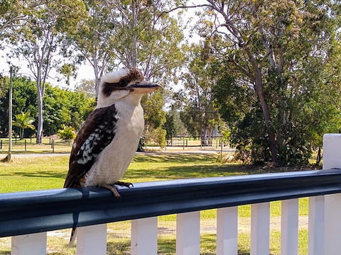 Lake Weyba Noosa Lodge & Kangaroos - Accommodation Noosa 18