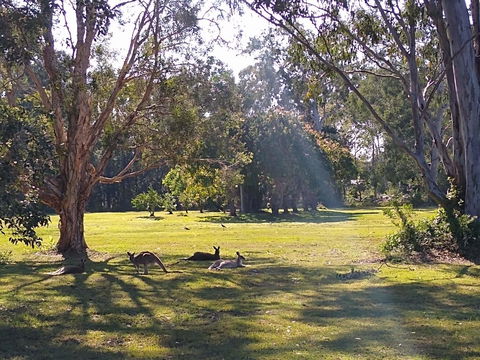 Lake Weyba Noosa Lodge & Kangaroos - Accommodation Noosa 4