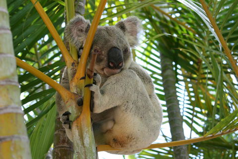 Amaroo On Mandalay, Magnetic Island - Accommodation Noosa 44