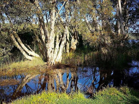 Wisteria Cottage On The Lagoon/Beach - Accommodation Noosa 2