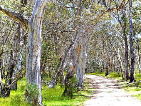 Cabin 2 - Snowy Accommodation - Accommodation Noosa 1