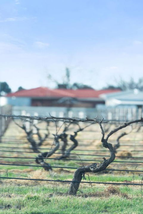 Crimson Ridge - Wines, Vines And Dine - Accommodation Noosa 1