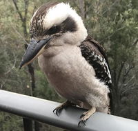 424 Trees - Accommodation Noosa