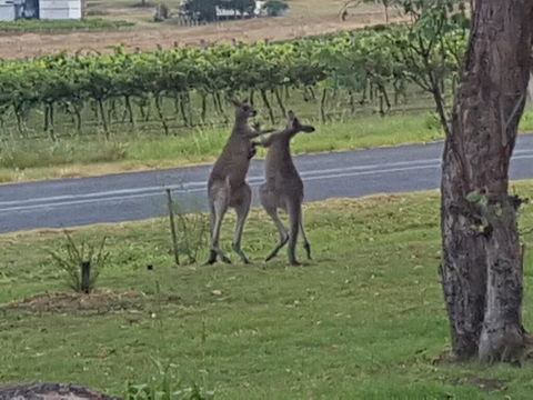 A Stanthorpe Getaway - Accommodation Noosa 3