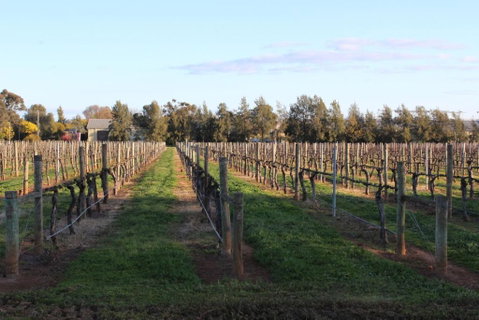 Milawa Vineyard Views - Guesthouse 1 - Accommodation Noosa 2