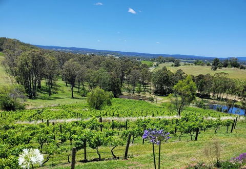 Mistress Block Vineyard - Accommodation Noosa 0