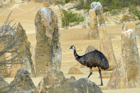 Private, Luxury Pinnacles Tour: Stargazing, Sand-boarding & Sightseeing - Accommodation Noosa 5