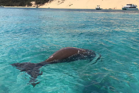 Cruise In Moreton Bay Marine Park And Moreton Island - Accommodation Noosa 2
