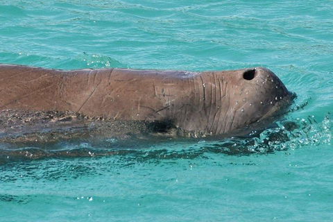 Cruise In Moreton Bay Marine Park And Moreton Island - Accommodation Noosa 3