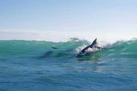 Private Tangalooma Wrecks Tour - Accommodation Noosa 2