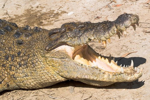 4-Day Cairns Ultimate Combo: Daintree Rainforest, Reef, Kuranda & Paronella Park - Accommodation Noosa 0