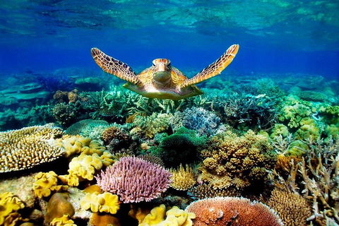 4-Day Cairns Ultimate Combo: Daintree Rainforest, Reef, Kuranda & Paronella Park - Accommodation Noosa 3