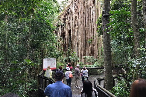 4-Day Cairns Ultimate Combo: Daintree Rainforest, Reef, Kuranda & Paronella Park - Accommodation Noosa 5