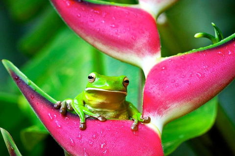 Cape Tribulation, Mossman Gorge, And Daintree Rainforest Premium Day Tour - Accommodation Noosa 0