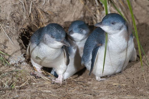 1 Day Exclusively Private Tour Of Phillip Island & The Penguin Parade - Accommodation Noosa 5