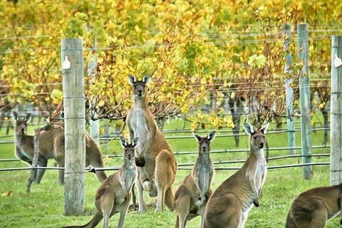 Three Day Charter Margaret River Region (inbound Melbourne Travelers) - Accommodation Noosa 5