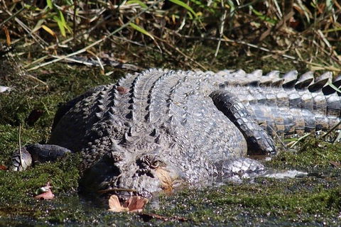 Full Day Tour In The Daintree - Accommodation Noosa 0