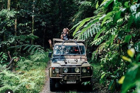 Full Day Tour In The Daintree - Accommodation Noosa 4