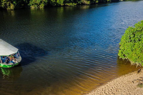 Afternoon Half-Day Daintree Rainforest And River Tour - Accommodation Noosa 3