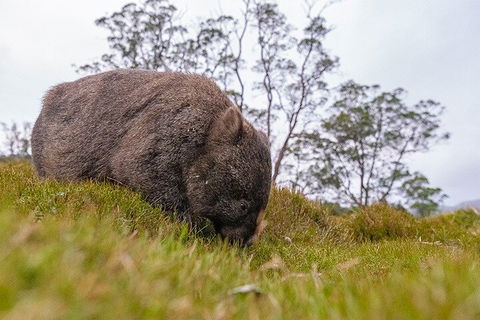 3-Day Cradle Mountain Photography Workshop - Accommodation Noosa 0