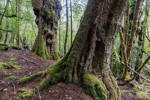 3-Day Cradle Mountain Photography Workshop - Accommodation Noosa 1