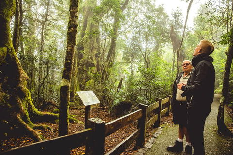 Full-day Springbrook National Park Tour From The Gold Coast - Accommodation Noosa 1