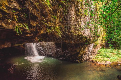 Full-day Springbrook National Park Tour From The Gold Coast - Accommodation Noosa 4