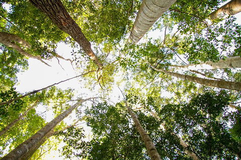 Fraser Island 4WD Tour From Noosa - Accommodation Noosa 0