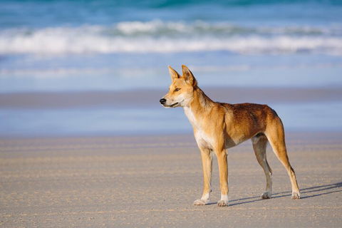 Fraser Island 4WD Tour From Noosa - Accommodation Noosa 5