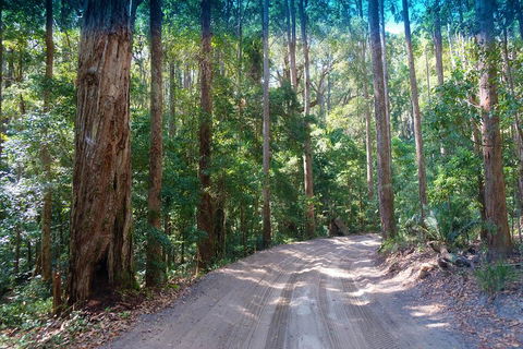 Fraser Island 4WD Tour From Rainbow Beach - Accommodation Noosa 4