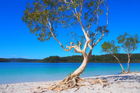 Fraser Island 4WD Tour From Rainbow Beach - Accommodation Noosa 5