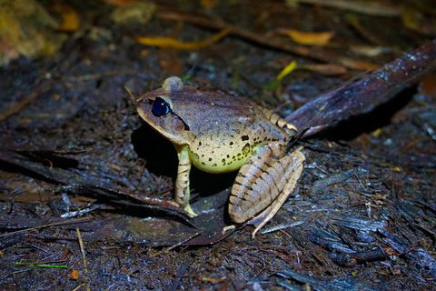 Glow Worms Private Tour - Nocturnal Rainforest Walk - Accommodation Noosa 0