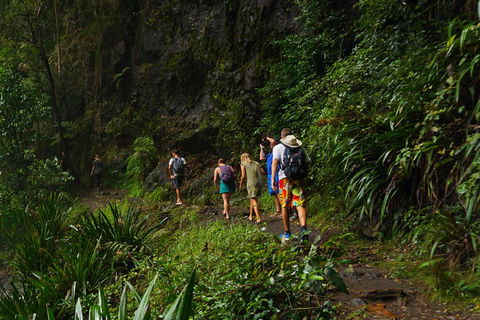 Glow Worms Private Tour - Nocturnal Rainforest Walk - Accommodation Noosa 1