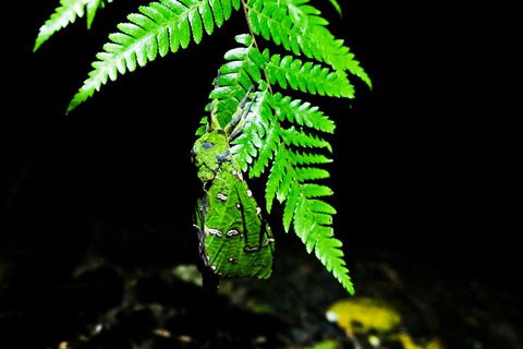 Glow Worms Private Tour - Nocturnal Rainforest Walk - Accommodation Noosa 2