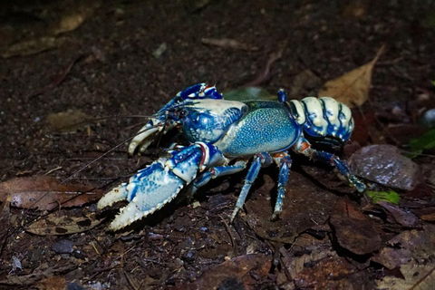Glow Worms Private Tour - Nocturnal Rainforest Walk - Accommodation Noosa 4